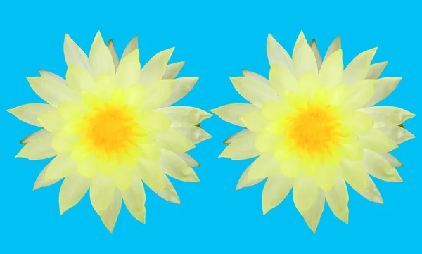 Крупный План Красивые Два Цветка Цветут Цветущий Лотос Белыми Лепестками — стоковое фото