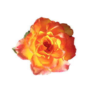 Beyaz arka planda çiçek açan turuncu güller, doğal çiçeklerin güzelliği, çiçekli yaz çiçekleri, Top Veiw