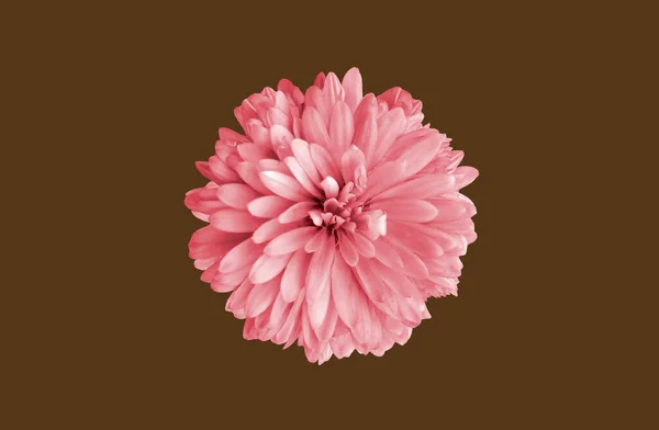 Góra Veiw Pojedyncze Chryzantemy Kwiat Różowy Kolor Kwiat Kwitnący Izolowany — Zdjęcie stockowe