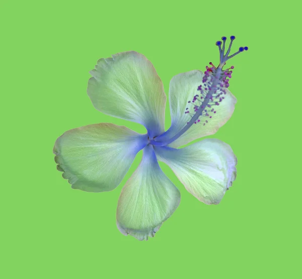 Gros Plan Fleur Hibiscus Vert Blanc Floraison Isolé Sur Fond — Photo