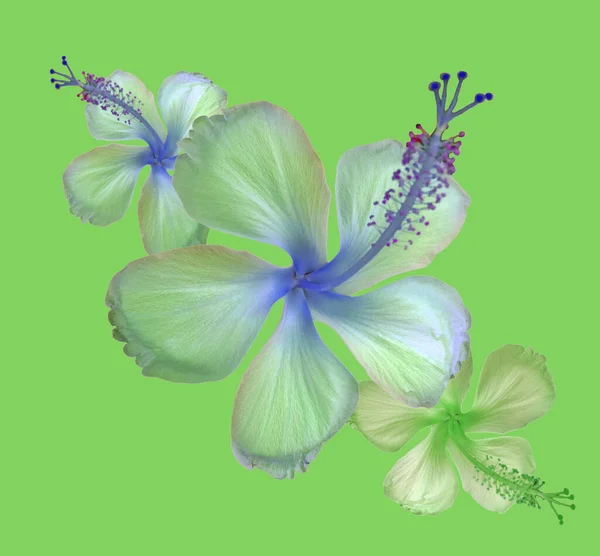 Крупный План Коллекции Цветок Гибискуса Цветение Изолированных Зеленом Фоне Фото — стоковое фото