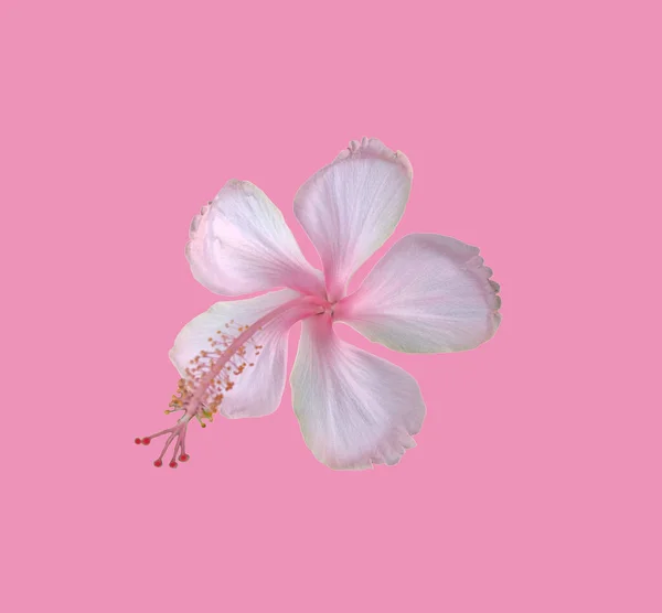 Fechar Flor Hibisco Rosa Branco Florescendo Isolado Fundo Pastel Magenta — Fotografia de Stock