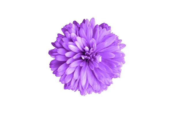 Топлес Одна Хризантема Квітка Фіолетового Кольору Розквітає Ізольовано Білому Тлі — стокове фото