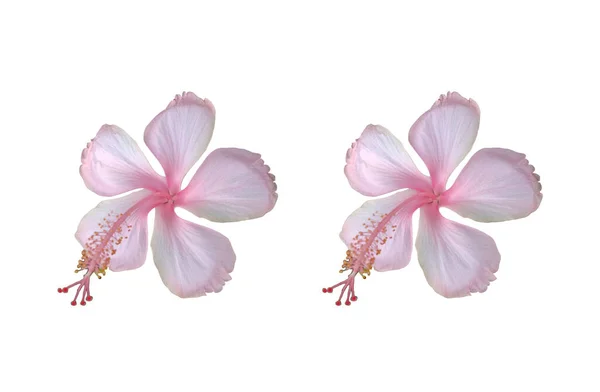 白色粉红芙蓉花的花冠 从白色背景分离出来 鱼群照片 春夏花 单株植物 免版税图库照片