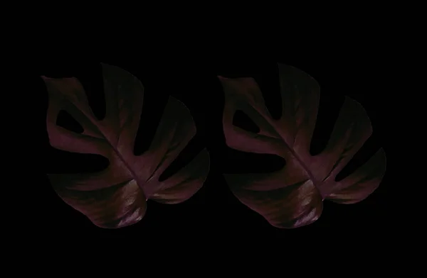 Вид Зверху Тінь Два Монстрів Тропічних Джунглів Рослина Темніший Фіолетовий — стокове фото