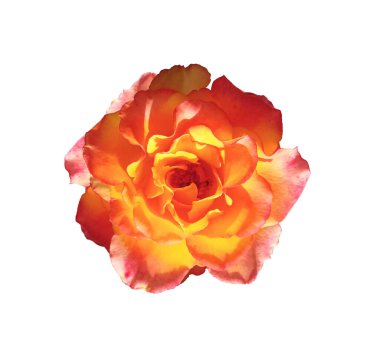 Beyaz arka planda çiçek açan turuncu güller, doğal çiçeklerin güzelliği, çiçekli yaz çiçekleri, Top Veiw