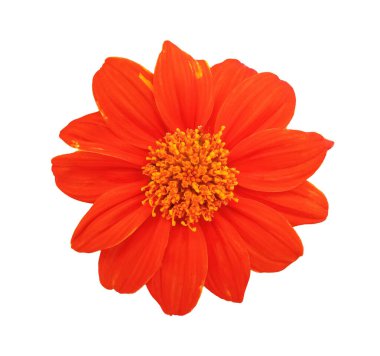 Yaklaş, portakal çiçekleri çiçek açıyor beyaz arka planda izole edilmiş fotoğraf, ev bitkileri, bahar çiçekleri