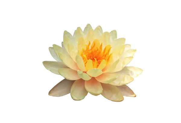 Gros Plan Lotus Fleurissant Avec Des Pétales Blancs Étamines Jaunes — Photo