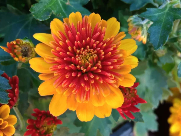 株の写真やイラスト 夏の植物のための緑の葉の背景に咲くトップビュー 単菊の花黄色の赤い色の花 — ストック写真