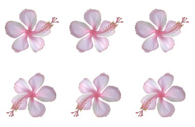 Beyaz arka planda izole edilmiş beyaz pembe amber çiçekleri serpilmiş desen yakın plan, stok fotoğrafı, bahar yaz çiçeği, tek bitkiler