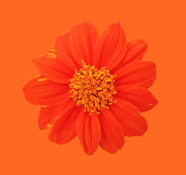 Close Singolo Fiore Zinnia Arancione Fioritura Isolato Sfondo Arancione Foto — Foto Stock