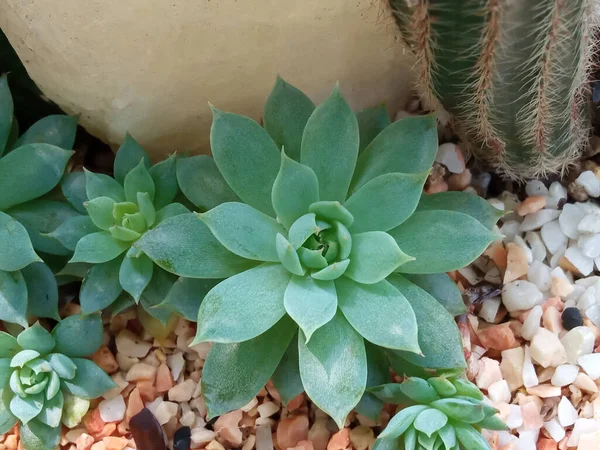 Top Veiw Succulent Echeveria Plants Gravel Texture Background Design Stock — Stockfoto