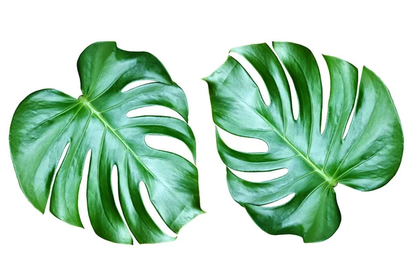 Överst Sidan Slöja Ljusa Färska Två Monstera Blad Isolerad Vit — Stockfoto