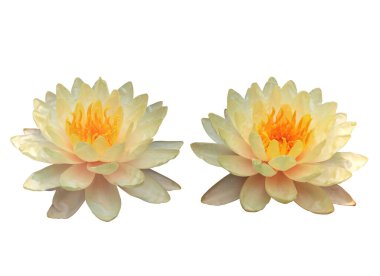 Beyaz yapraklı ve sarı yapraklı nilüfer çiçekleri beyaz arka planda, yaz çiçeklerinde, stok fotoğraflarında izole edilmiş. 