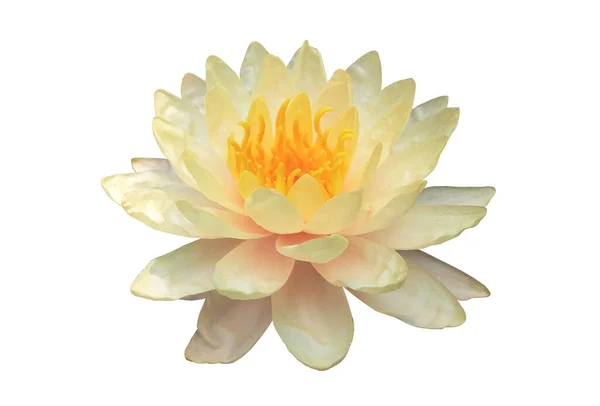 Gros Plan Fleur Lotus Pétales Blancs Étamines Jaunes Isolé Sur — Photo