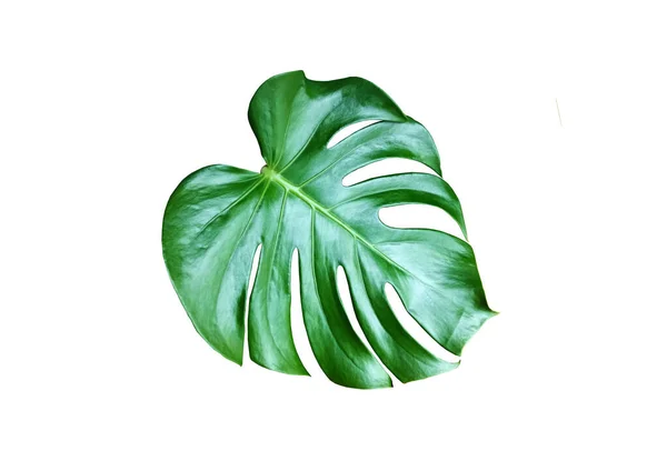 Top Veiw Bright Fresh Monstera Leaf Isolated White Background Stock — Stock Photo, Image