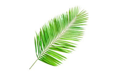 Yakın plan, Palm Green yaprakları tasarım ya da stok fotoğrafları için beyaz arkaplanda izole edilmiş, yaz tropik bitkileri, tek bitki örtüsü