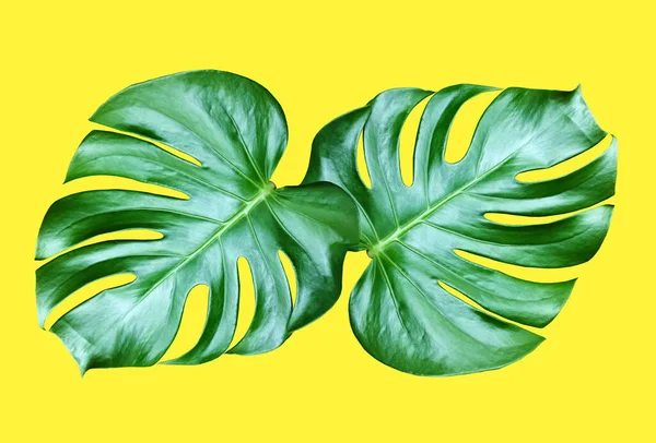 Top Veiw Bright Fresh Two Monstera Leaf Isolated Yellow Background — Photo