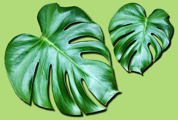 顶部Veiw 鲜亮新鲜的两片季风叶 在绿色背景上隔离 用于种群照片或广告 开花植物属 热带植物夏季 — 图库照片