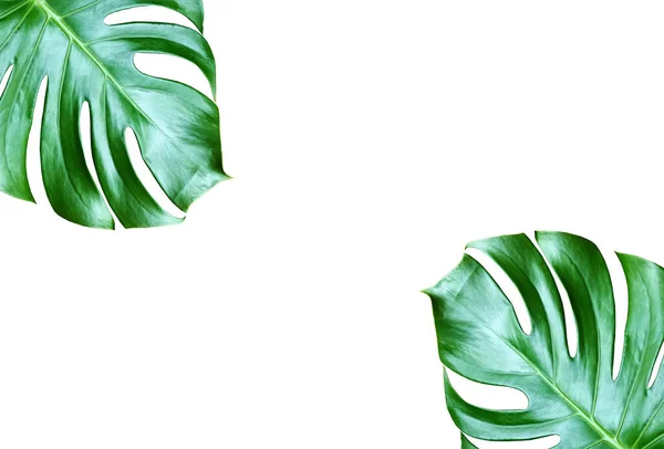Top Veiw Bright Fresh Two Monstera Leaf Frame Isolated White — Stock Photo, Image