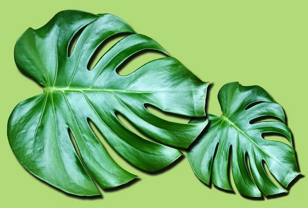 Top Veiw Bright Fresh Two Monstera Leaf Isolated Green Background — Stockfoto