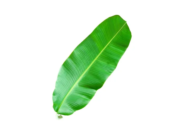 Single Banana Leaf Isolated White Background Design Stock Photo Summer — Stok fotoğraf