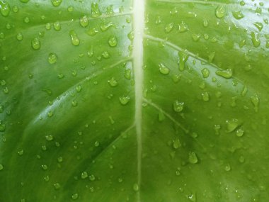 Yaprak yeşili renkteki su damlacıklarının soyut bulanık arkaplanı, üst et, yağmur damlası, doğa yeşilliği ıslaklığı