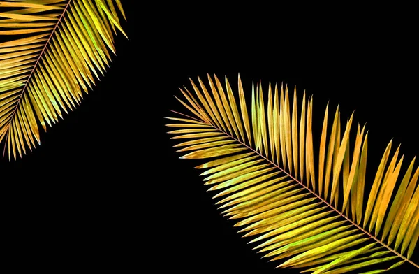 Closeup Tropical Palm Gold Yellow Colour Leaf Isolated Black Background — Stock Photo, Image