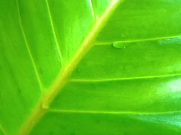 Abstract Soft Blurred Background Leaf Green Colour Top Veiw Raindrop — ストック写真