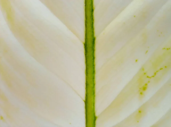 Closeup Rezumat Moale Blur Alb Dungi Textura Frunze Pentru Fundal — Fotografie, imagine de stoc