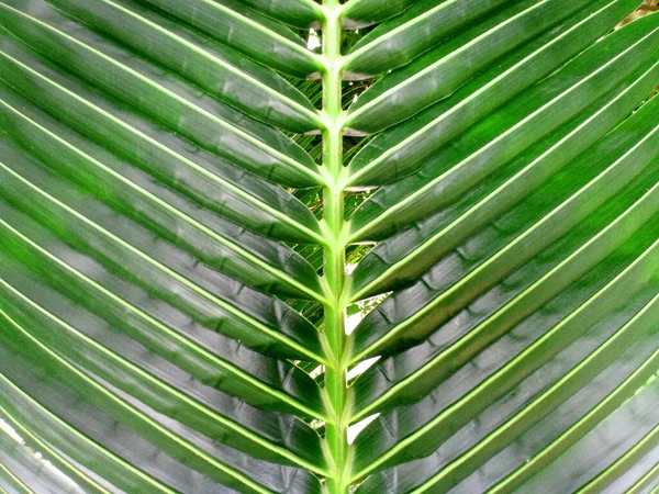 Closeup Abstract Green Striped Palm Leaf Texture Background Design Advertising — Fotografia de Stock