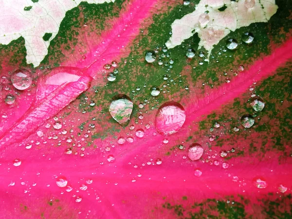 Abstract Blurred Background Water Droplets Colourful Leaf Stock Photo Pink — Stock Photo, Image