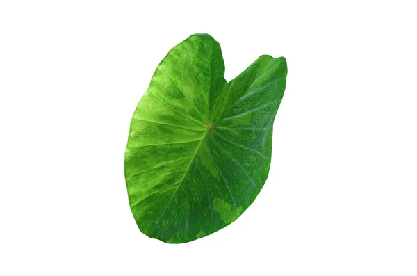 Single Leaf Colocasia Lemon Lime Gecko Isolated White Background Design — 스톡 사진