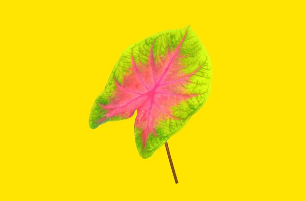 Close Roze Geel Caladium Bicolor Blad Geïsoleerd Geel Voor Achtergrond — Stockfoto