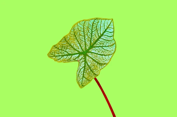 Top view brightness caladium leaf ( Angel Wing Caladium) white green striped colour isolated on green background stock photo or illustration design, beauty of natural leaves,