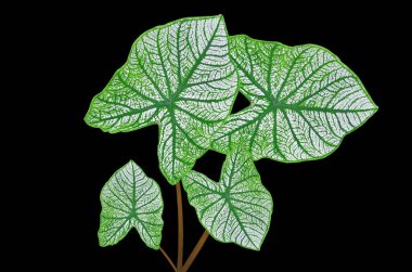 Top view four caladium leaf ( Angel Wing Caladium) white green striped colour isolated on black background stock photo or illustration design, beauty of natural leave, brightness, 