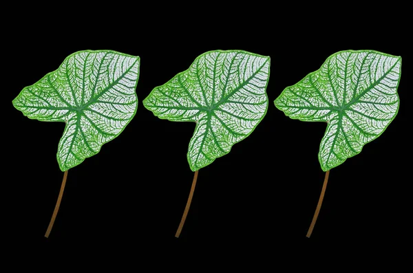 Top view three caladium leaf ( Angel Wing Caladium) white green striped colour isolated on black background stock photo or illustration design, beauty of natural leave, brightness,