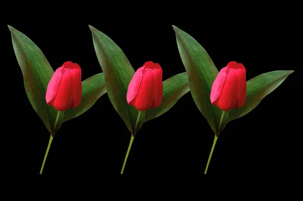 Top View Three Red Tulips Flower Blossom Isolated Black Background — Stock Photo, Image