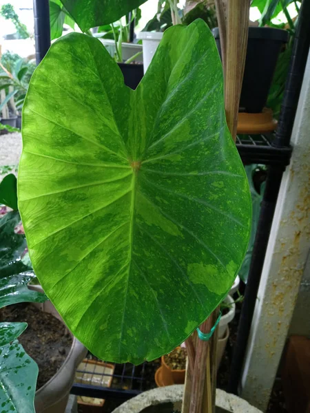 Single Leaf Colocasia Lemon Lime Gecko Garden Background Design Decoration — 스톡 사진