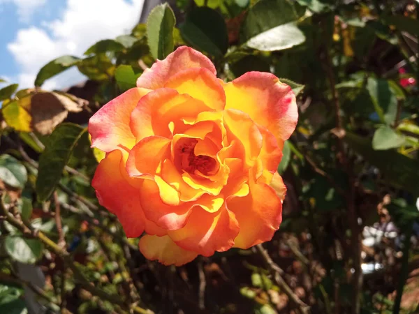 Les Roses Oranges Fleurissent Sur Arbre Dans Jardin Fond Vert — Photo