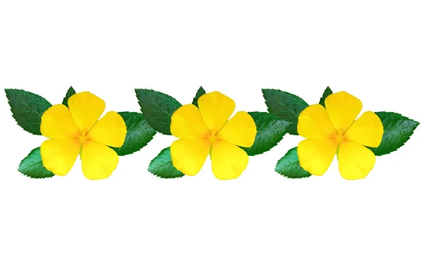 Вид Сверху Рисунок Три Желтые Turnera Ulmifolia Цветок Цветения Цветущий — стоковое фото
