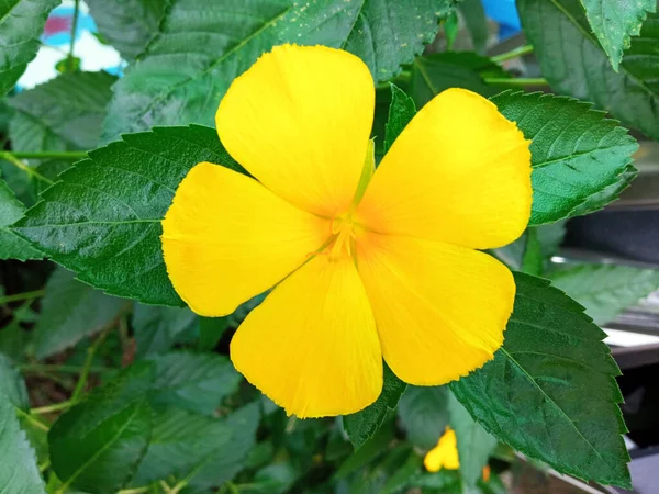 Close Single Yellow Turnera Ulmifolia Flower Blossom Blooming Green Leaf — Fotografia de Stock