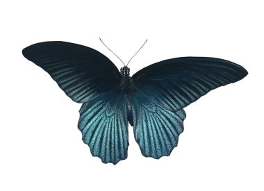 Top view, Single brightness dark blue butterfly flying isolated white background for stock photo design or advertise product, summer animal