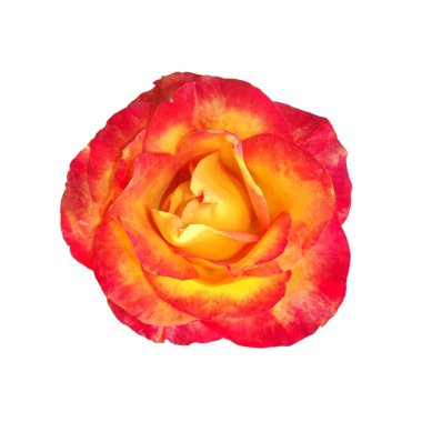 Beyaz arka planda solmuş pembe sarı güller, doğal çiçeklerin güzelliği, çiçekli yaz çiçekleri, Top Veiw