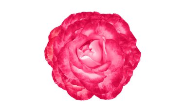 Yakından bakınca, beyaz arka planda yalnız açan mor güller, doğal çiçeklerin güzelliği, çiçekli yaz çiçekleri, Top Veiw