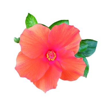 Turuncu kırmızı çiçek çiçeğinin yakın plan beyaz arka planda izole edilmiş çiçek, stok fotoğrafı, ilkbahar yaz çiçeği, tek bitki