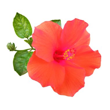 Turuncu kırmızı çiçek çiçeğinin yakın plan beyaz arka planda izole edilmiş çiçek, stok fotoğrafı, ilkbahar yaz çiçeği, tek bitki