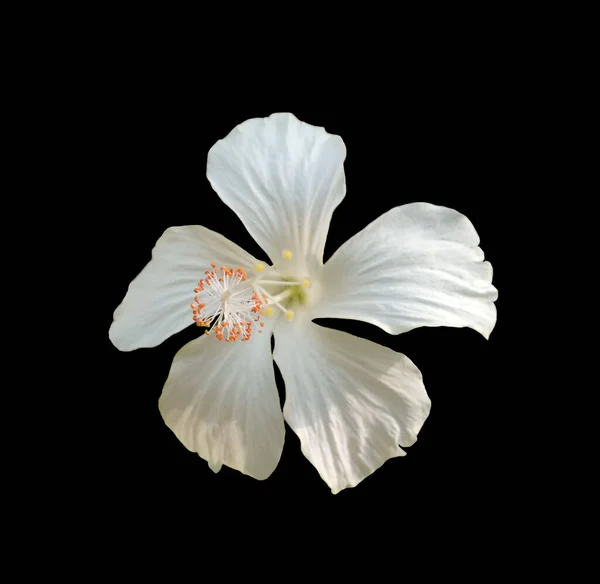 Primo Piano Fiori Ibisco Colore Bianco Fiore Isolato Fondo Nero — Foto Stock