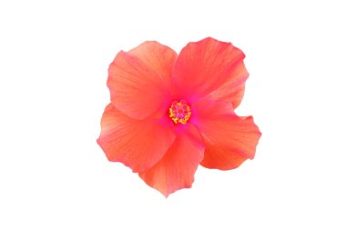 Turuncu kırmızı çiçek çiçeğinin yakın plan beyaz arka planda izole edilmiş çiçek, stok fotoğrafı, ilkbahar yaz çiçeği, tek bitki