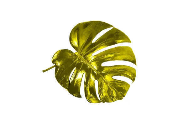 Veiw Superior Folha Cor Dourada Monstera Fresco Único Brilhante Isolado — Fotografia de Stock